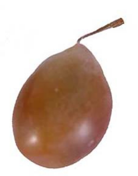 Picture of 1-3/4" RED TAMARILLO