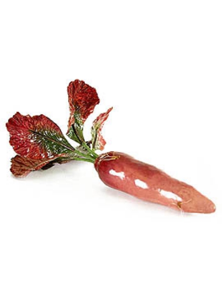 Picture of CHINESE RADISH