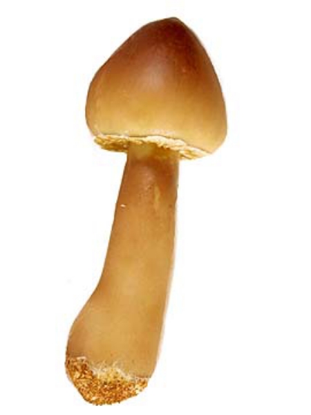 Picture of 5"MUSHROOM