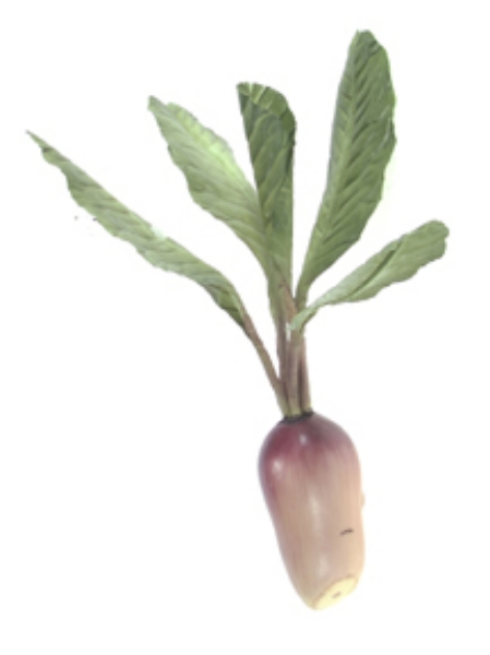 Picture of BEET ROOT W/5 LVS