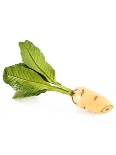 Picture of BEET ROOT W/5 LVS