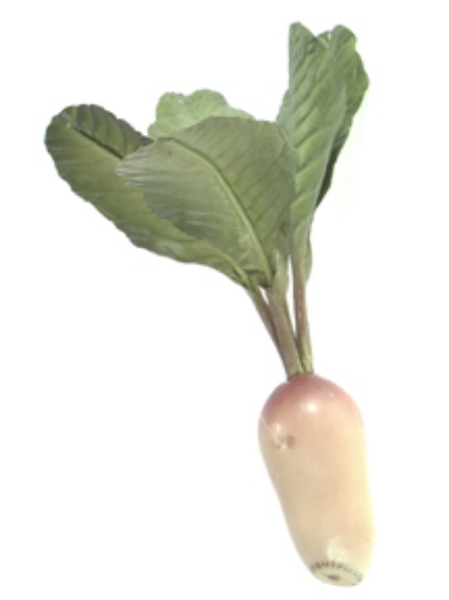 Picture of BEET ROOT W/5 LVS