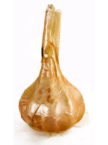 Picture of GARLIC