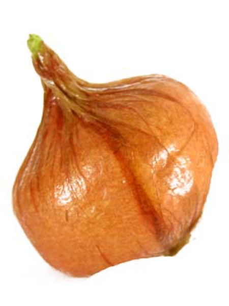 Picture of ONION (FLAT)