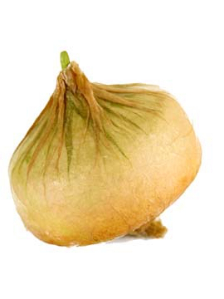 Picture of ONION (FLAT)