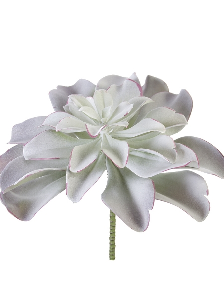 Picture of 13.5" AEONIUM PICK