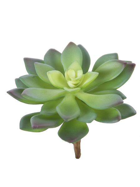 Picture of 4" AEONIUM PLANT