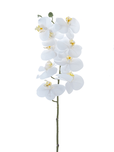 Picture of 41" PHALAENOPSIS SPRAY X9