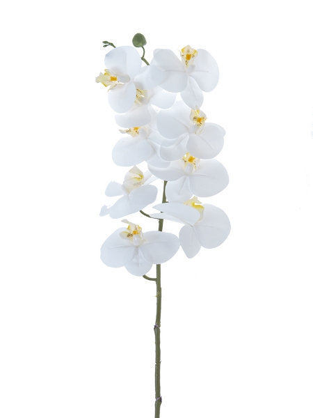 Picture of 41" PHALAENOPSIS SPRAY X9