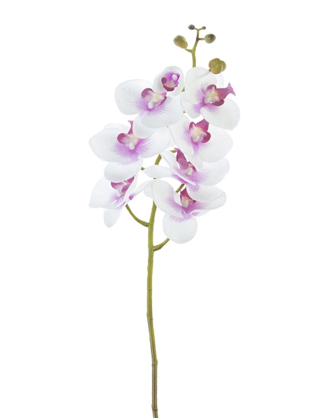 Picture of 40" PHALAENOPSIS  SPRAY