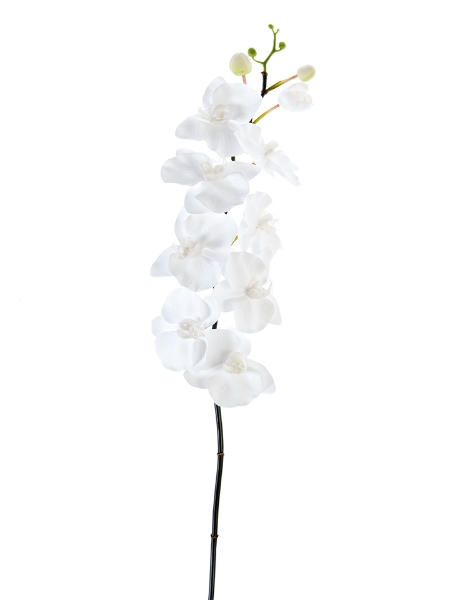 Picture of 42" PHALEANOPSIS SPRAY X9F