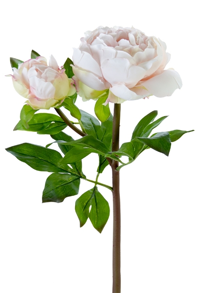 Picture of 23" PEONY W/1F1B