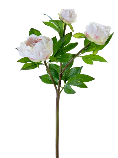 Picture of 28" PEONY BUDS X3 SPRAY