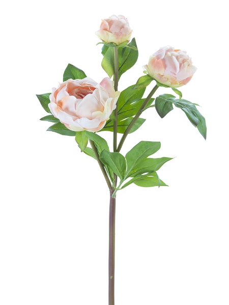 Picture of 28" PEONY BUDS X3 SPRAY