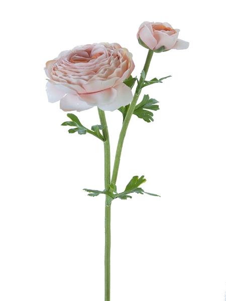 Picture of 23"OPEN RANUNCULUS X1F1B