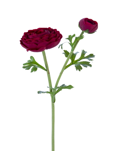 Picture of 23" FRESH TOUCH OPEN RANUNCULUS