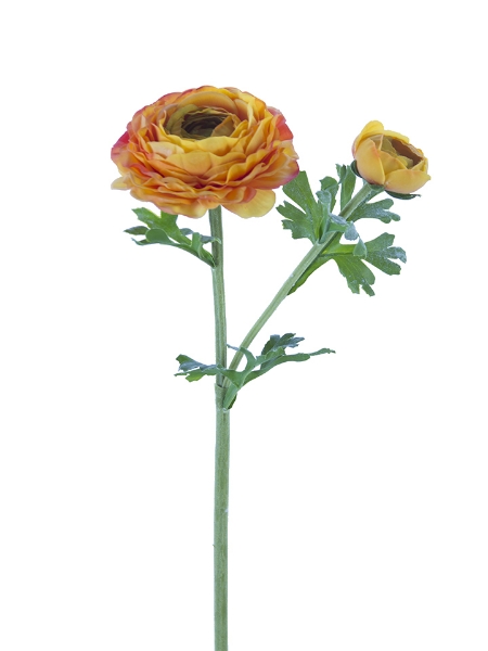 Picture of 24" ASIATIC RANUNCULUS 1F1B