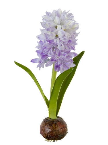 Picture of 13" FRESH TOUCH HYACINTH