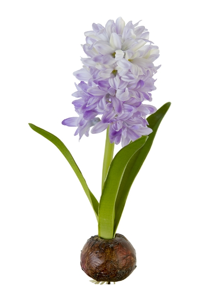 Picture of 13" HYACINTH W/BULB