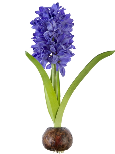 Picture of 13" HYACINTH W/BULB