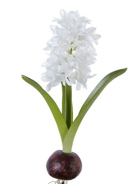 Picture of 13" HYACINTH W/BULB