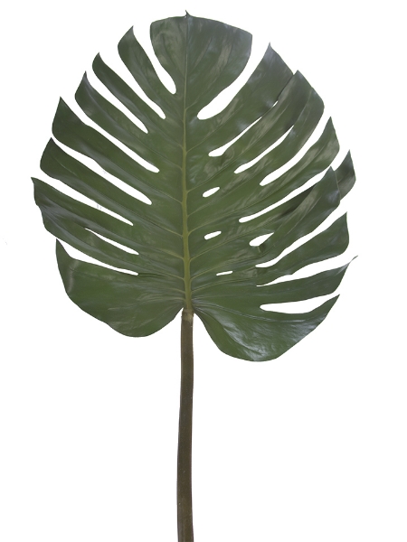 Picture of 55" MONSTERA LEAF