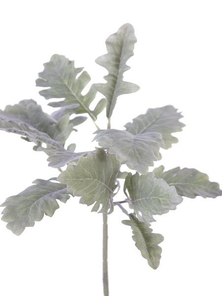 Picture of 17.5" DUSTY MILLER PLANT