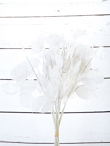 Picture of 14" LUNARIA SILVER DOLLAR BUNCH X 12