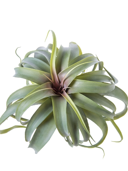 Picture of 12" TILLANDSIA PLANT