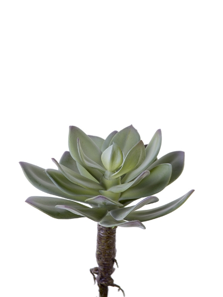 Picture of 6" AEONIUM PICK