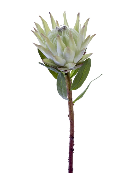 Picture of 30" OPEN KING PROTEA