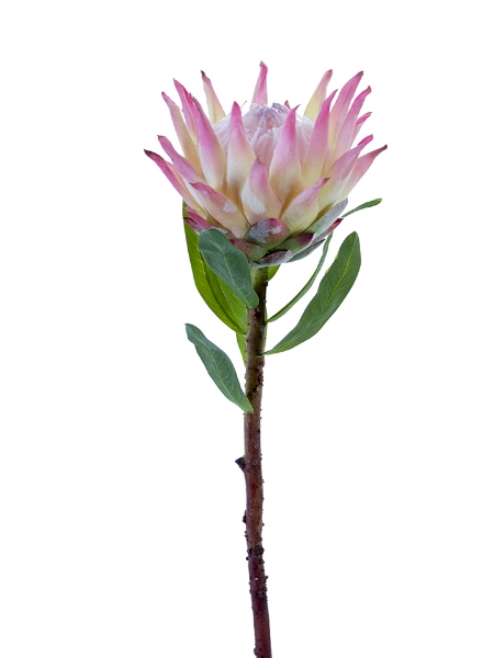 Picture of 30" OPEN KING PROTEA