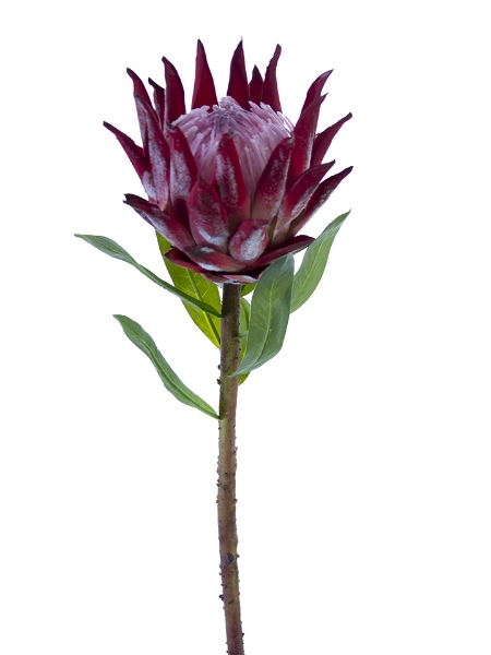 Picture of 30" OPEN KING PROTEA