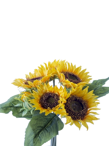 Sunflower Bundle