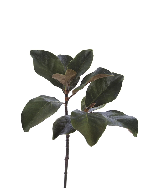 Picture of 25" MAGNOLIA LEAVES SPRAY