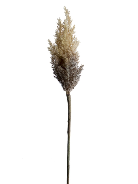 Picture of 33" DRIED ASTILBE SPRAY