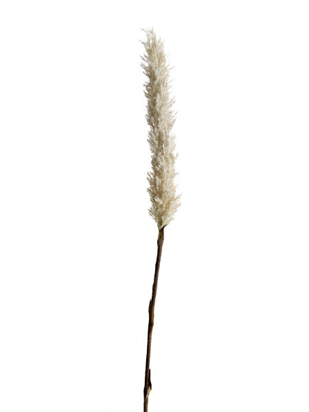 Picture of 42" DRIED FOX TAIL STEM