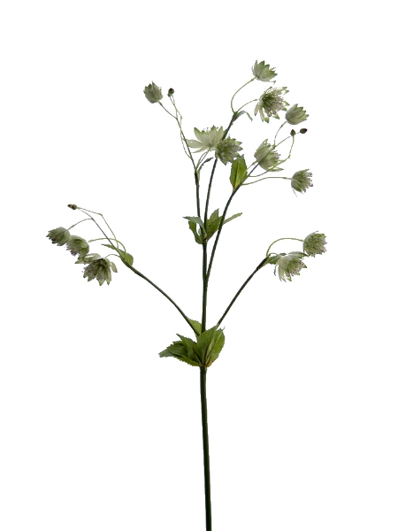 Picture of 28" MONEYWORT FLOWER SPRAY