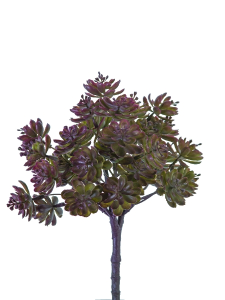 Picture of 10.5" AEONIUM BUSH