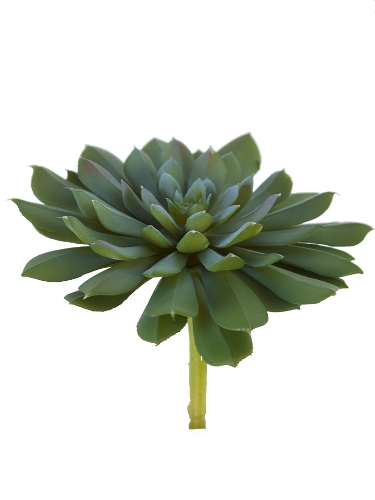 Picture of 6.5" AEONIUM PICK