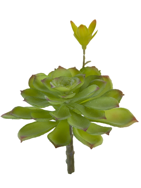 Picture of 6" AEONIUM PICK W/BUD