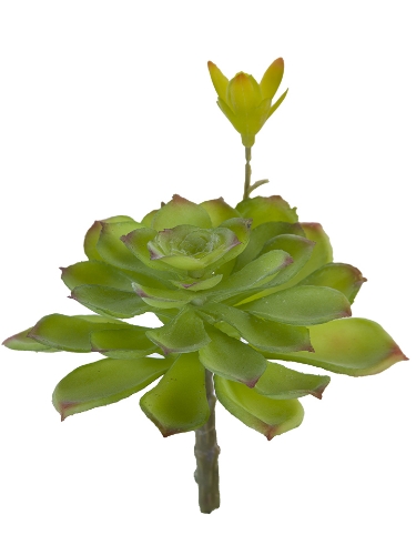 Picture of 6" AEONIUM PICK WITH BUD