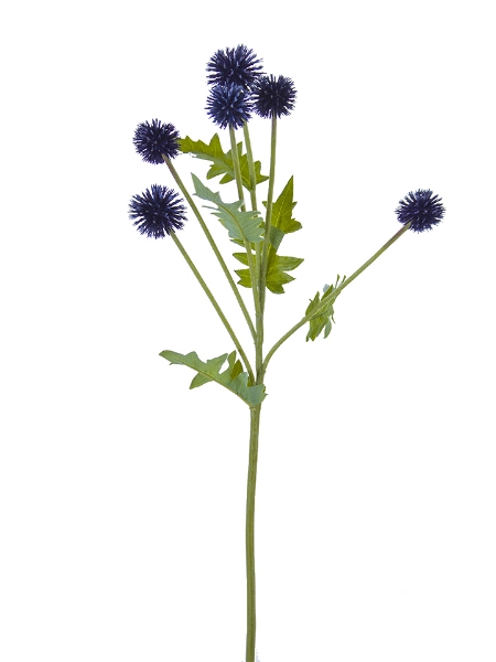 Picture of 25" GLOBE THISTLE SPRAY