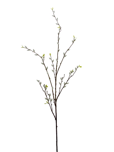 Picture of 53.5" PUSSY WILLOW  BRANCH