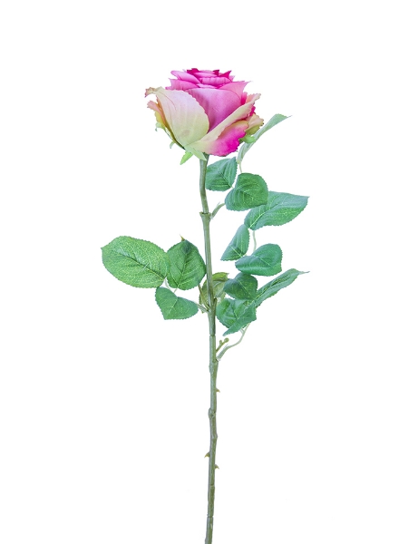 Picture of 24" STANDARD ROSE