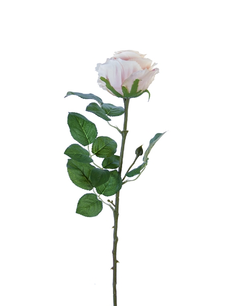 Picture of 24" STANDARD ROSE