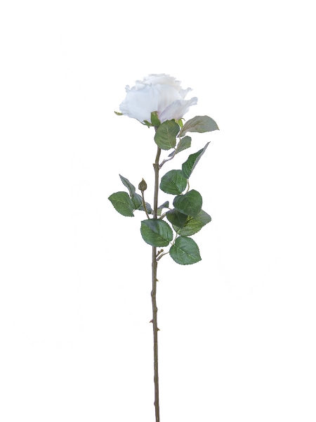 Picture of 24" STANDARD ROSE