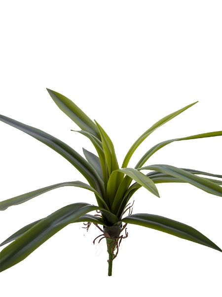 Picture of 14" CYMBIDIUM PLANT