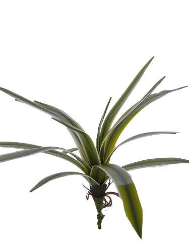 Picture of 14" CYMBIDIUM PLANT