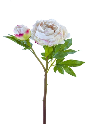 Picture of 26" FRESH TOUCH HEIRLOOM PEONY